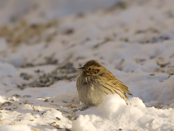 Pikkusirkku, Little Bunting, Emberiza pusilla